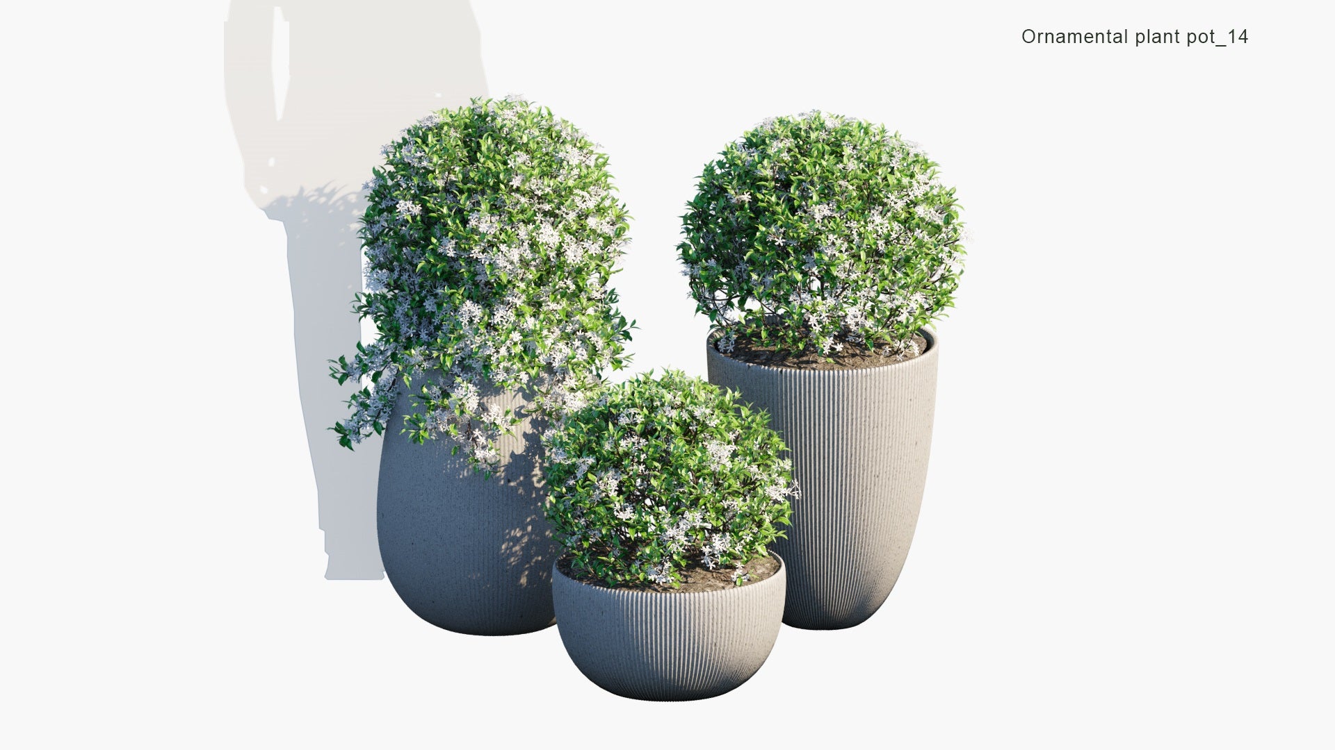 Ornamental Pot Plant 14 - Trachelospermum Jasminoides (3D Model)