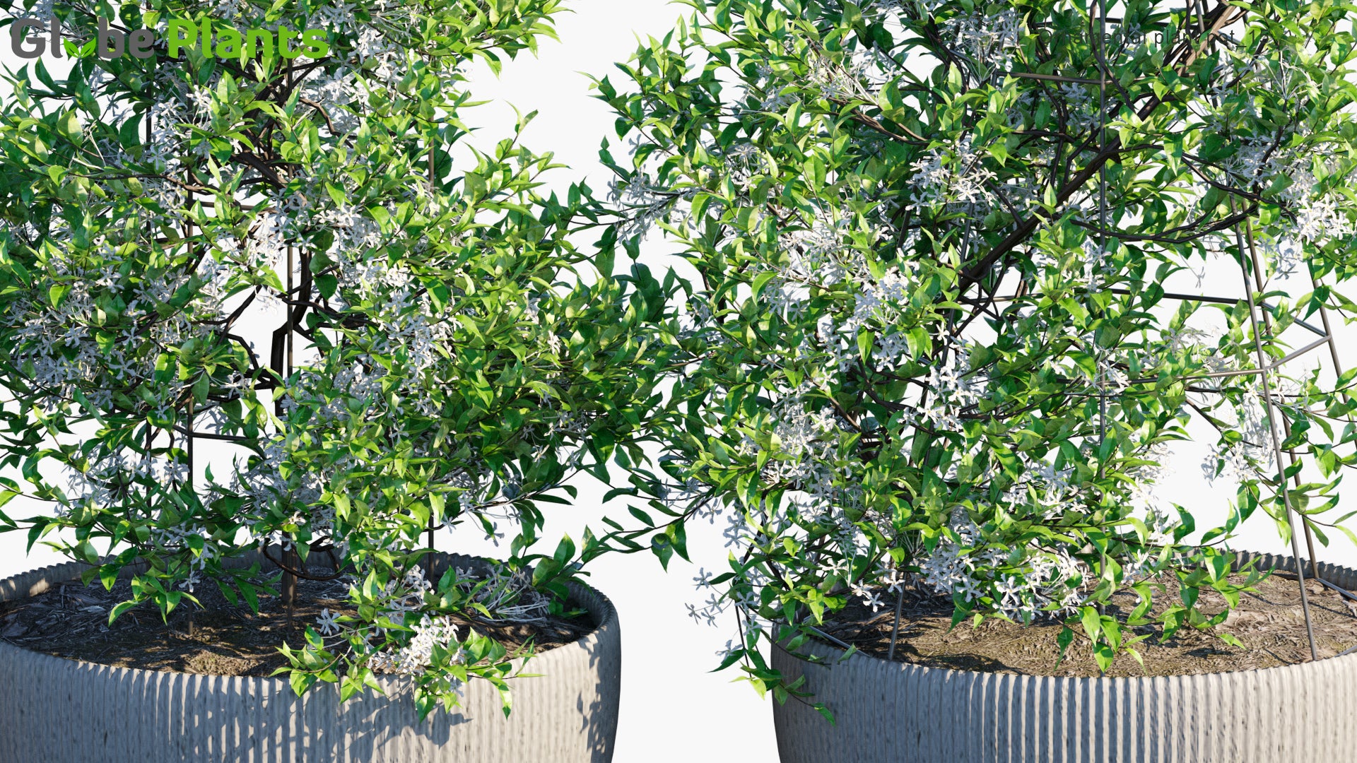 Ornamental Pot Plant 15 - Trachelospermum Jasminoides (3D Model)
