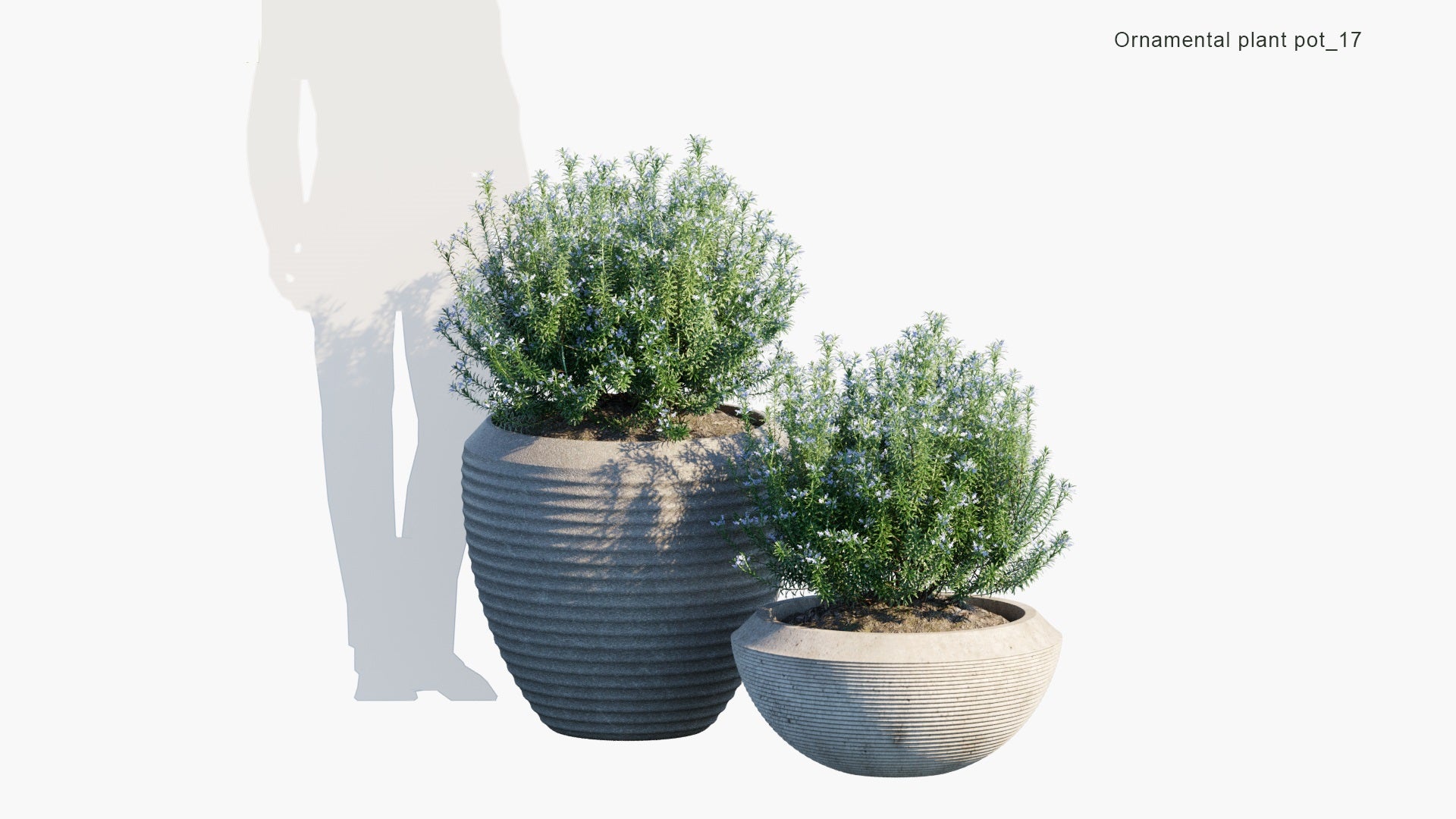 Ornamental Pot Plant 17 - Rosmarinus Officinalis 'Albus' (3D Model)