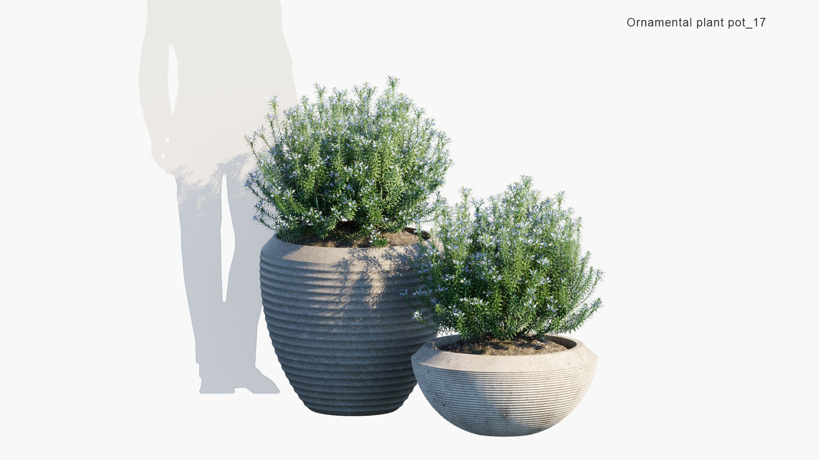 Ornamental Pot Plant 17 Rosmarinus Officinalis 'Albus' 3D Model