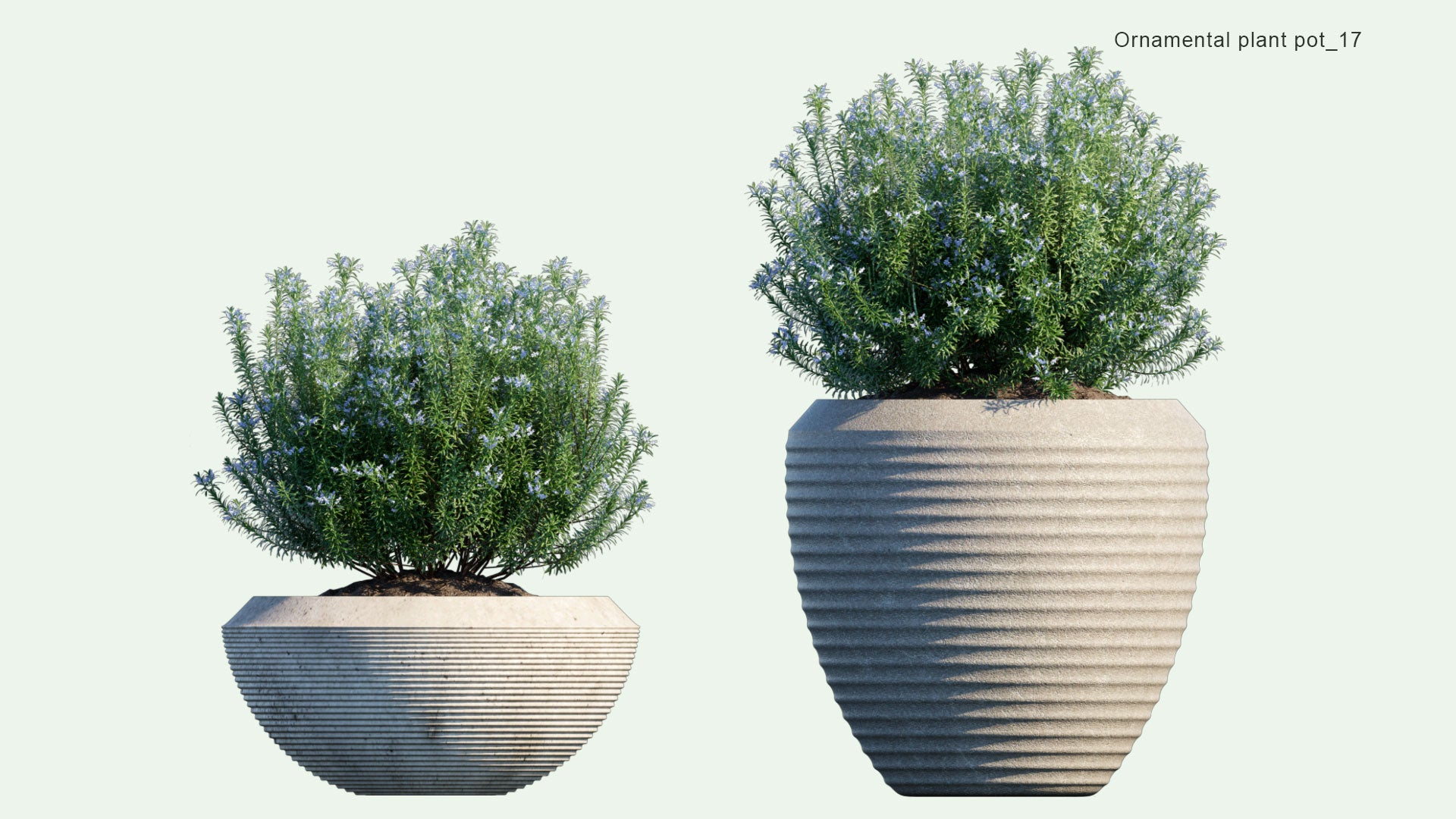 2D Ornamental Pot Plant 17 - Rosmarinus Officinalis 'Albus'