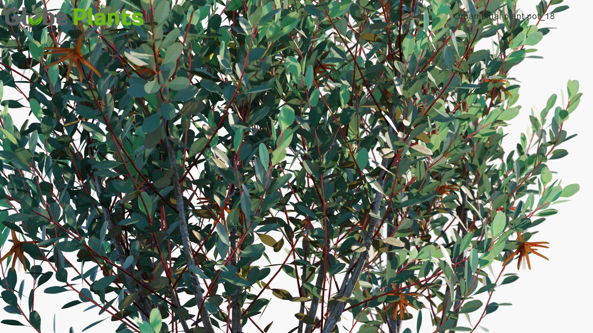 Ornamental Pot Plant 18 - Eucalyptus Lehmannii (3D Model)