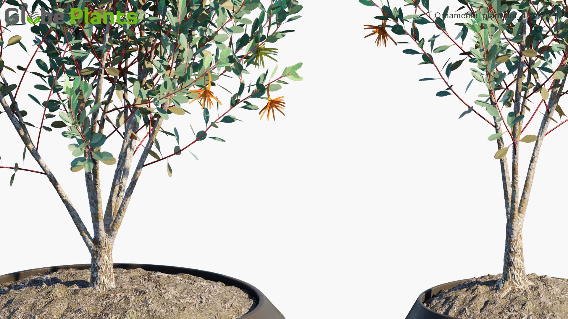 Ornamental Pot Plant 18 - Eucalyptus Lehmannii (3D Model)