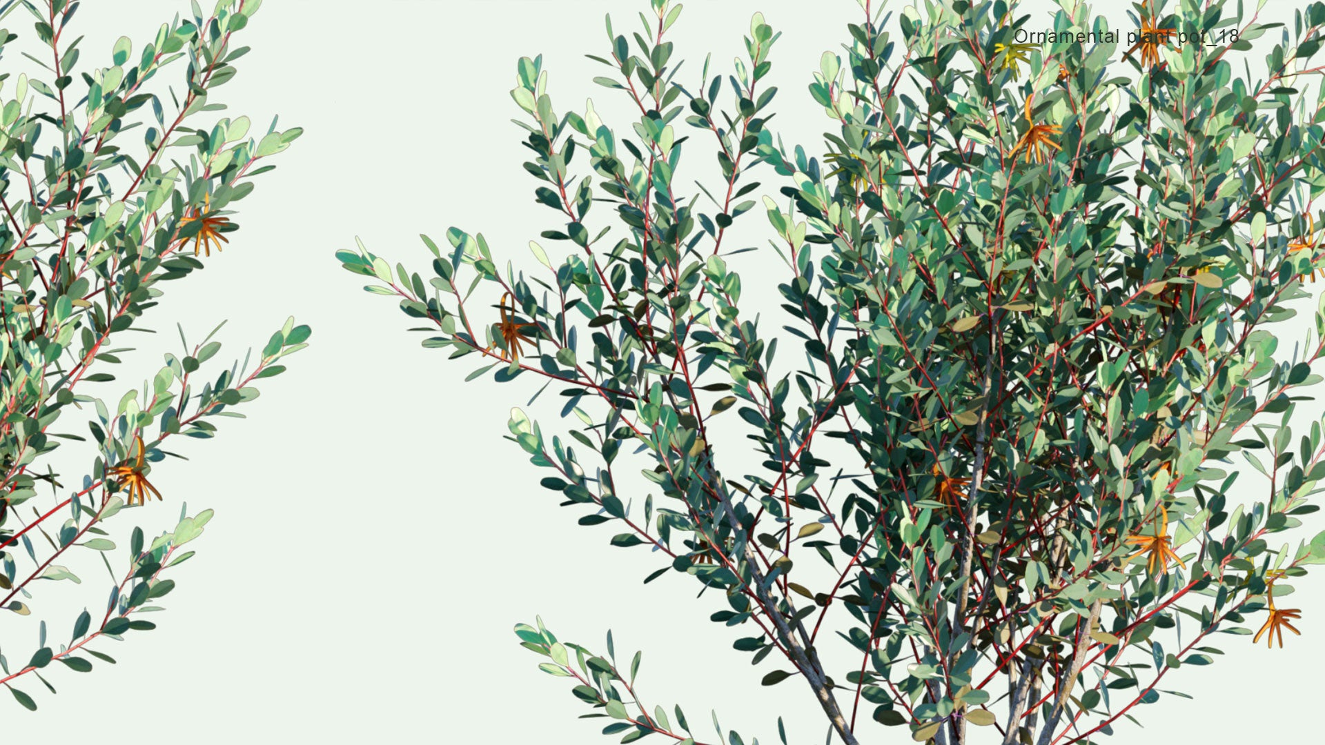 2D Ornamental Pot Plant 18 - Eucalyptus Lehmannii