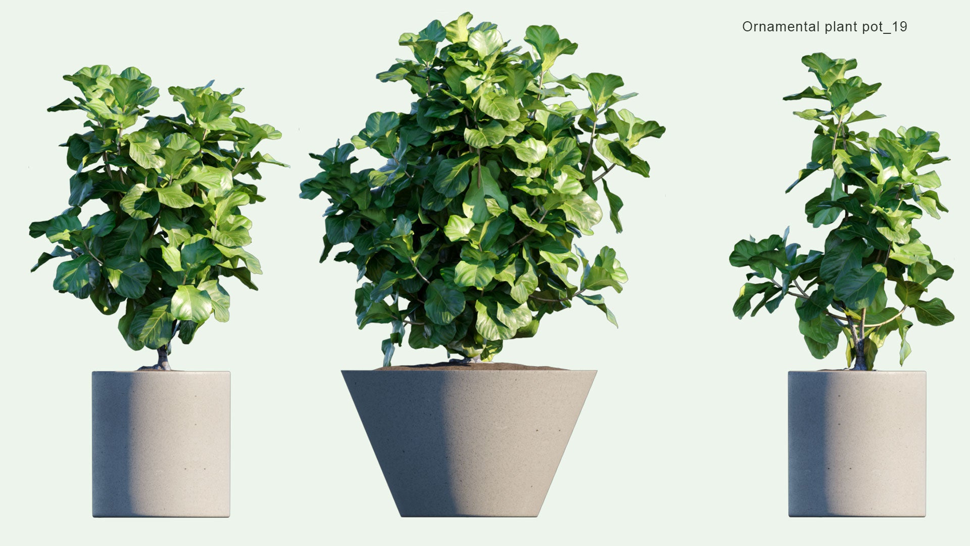 2D Ornamental Pot Plant 19 - Ficus Lyrata