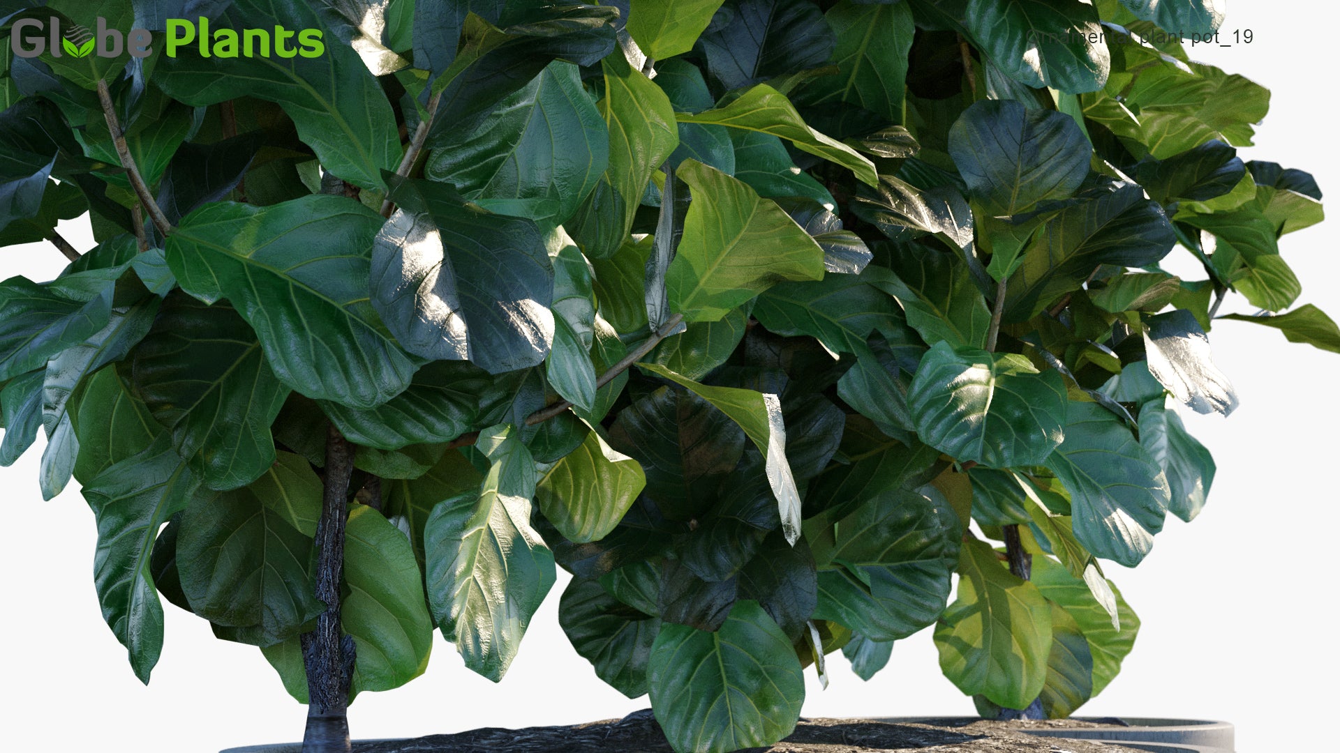 Ornamental Pot Plant 19 - Ficus Lyrata (3D Model)