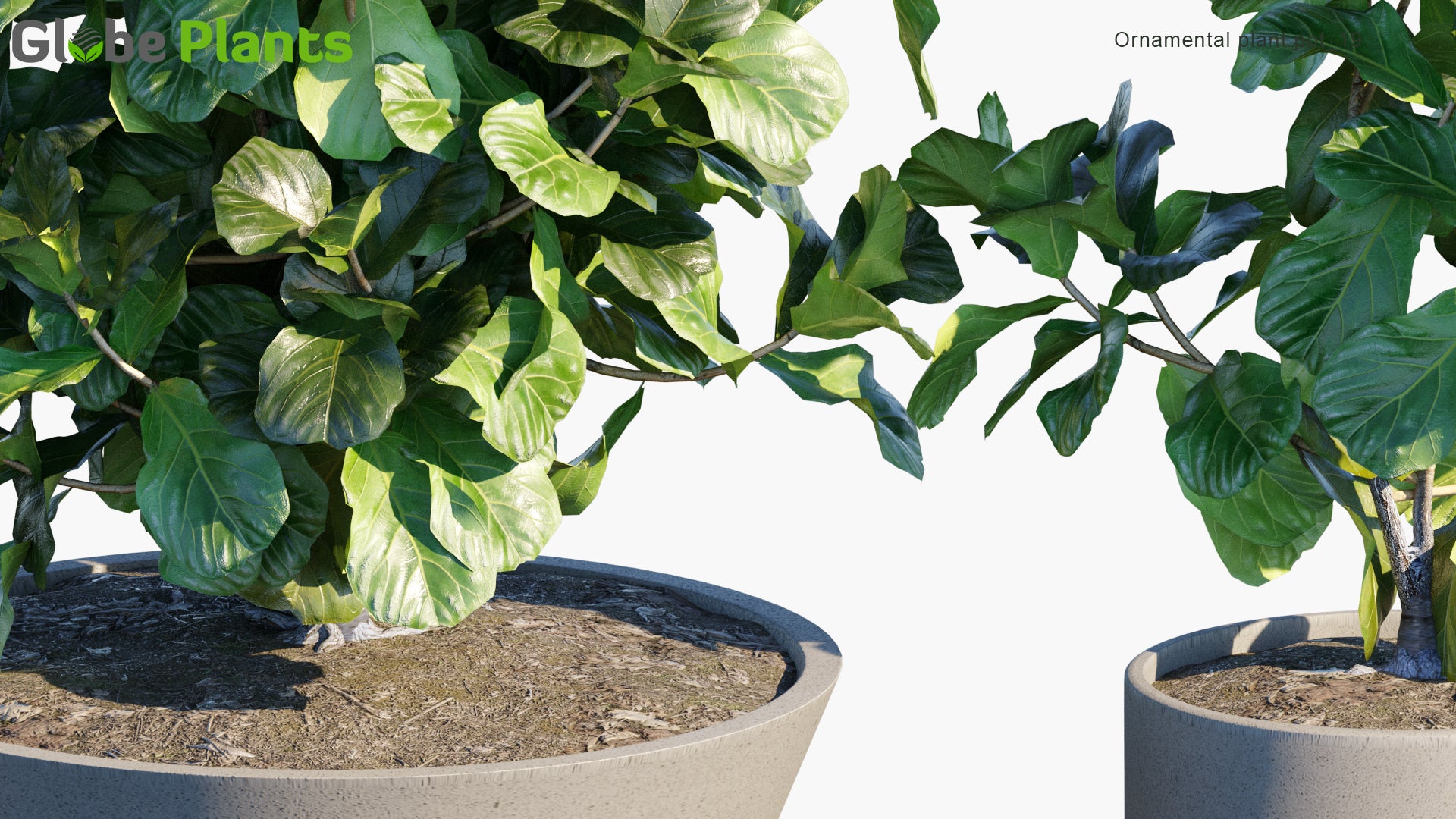 Ornamental Pot Plant 19 - Ficus Lyrata (3D Model)