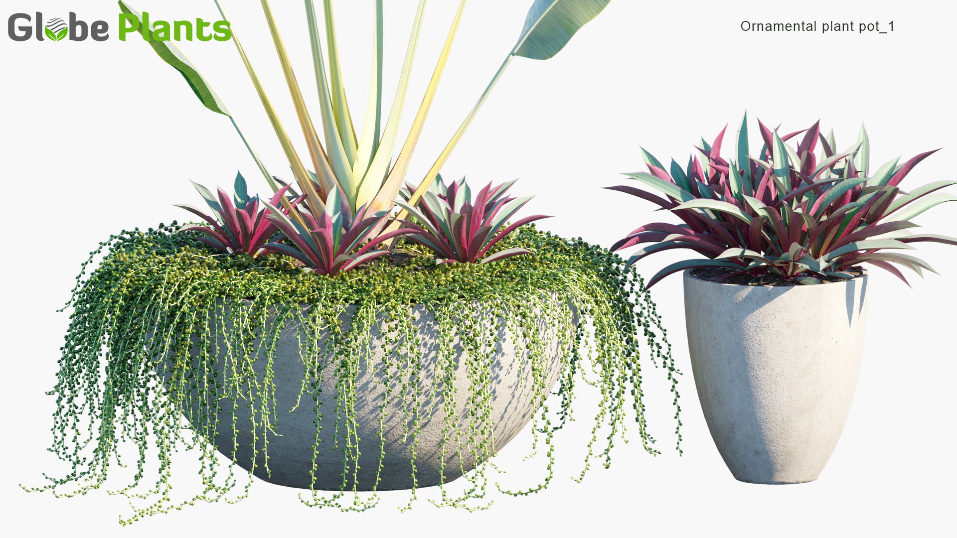 Ornamental Pot Plant 01 - Ravenala Madagascariensis, Sedum Morganianum, Tradescantia Spathacea (3D Model)
