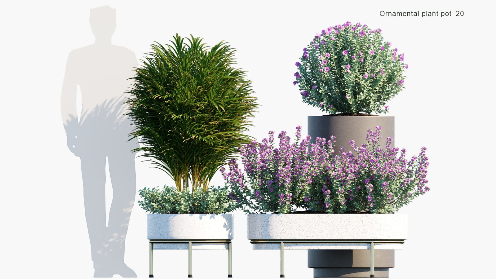 High Poly Ornamental Pot Plant 20 Leucophyllum Frutescens 3D Model