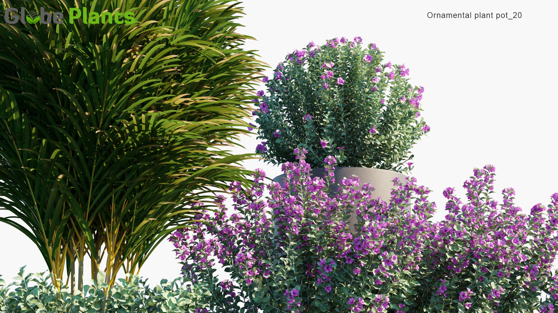 Ornamental Pot Plant 20 - Leucophyllum Frutescens, Dypsis Lutescens (3D Model)