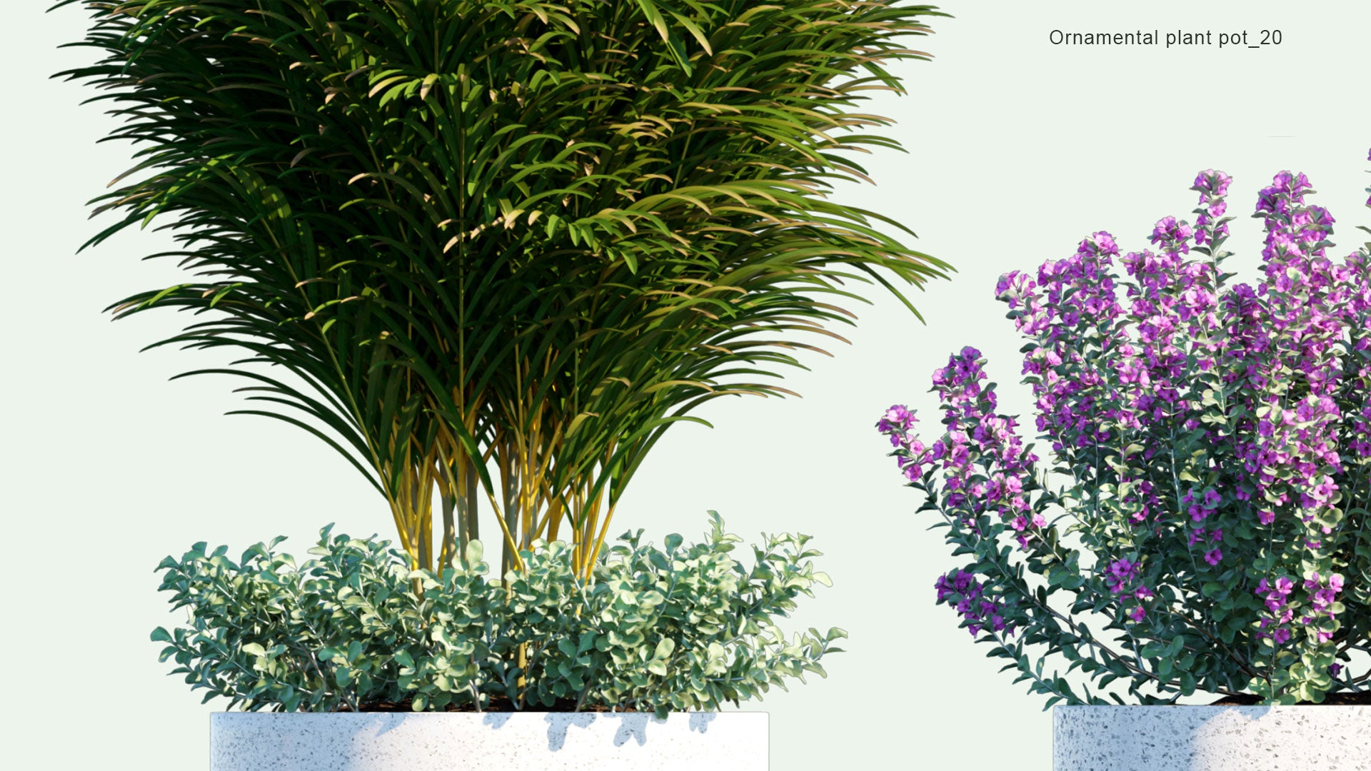 2D Ornamental Pot Plant 20 - Leucophyllum Frutescens, Dypsis Lutescens