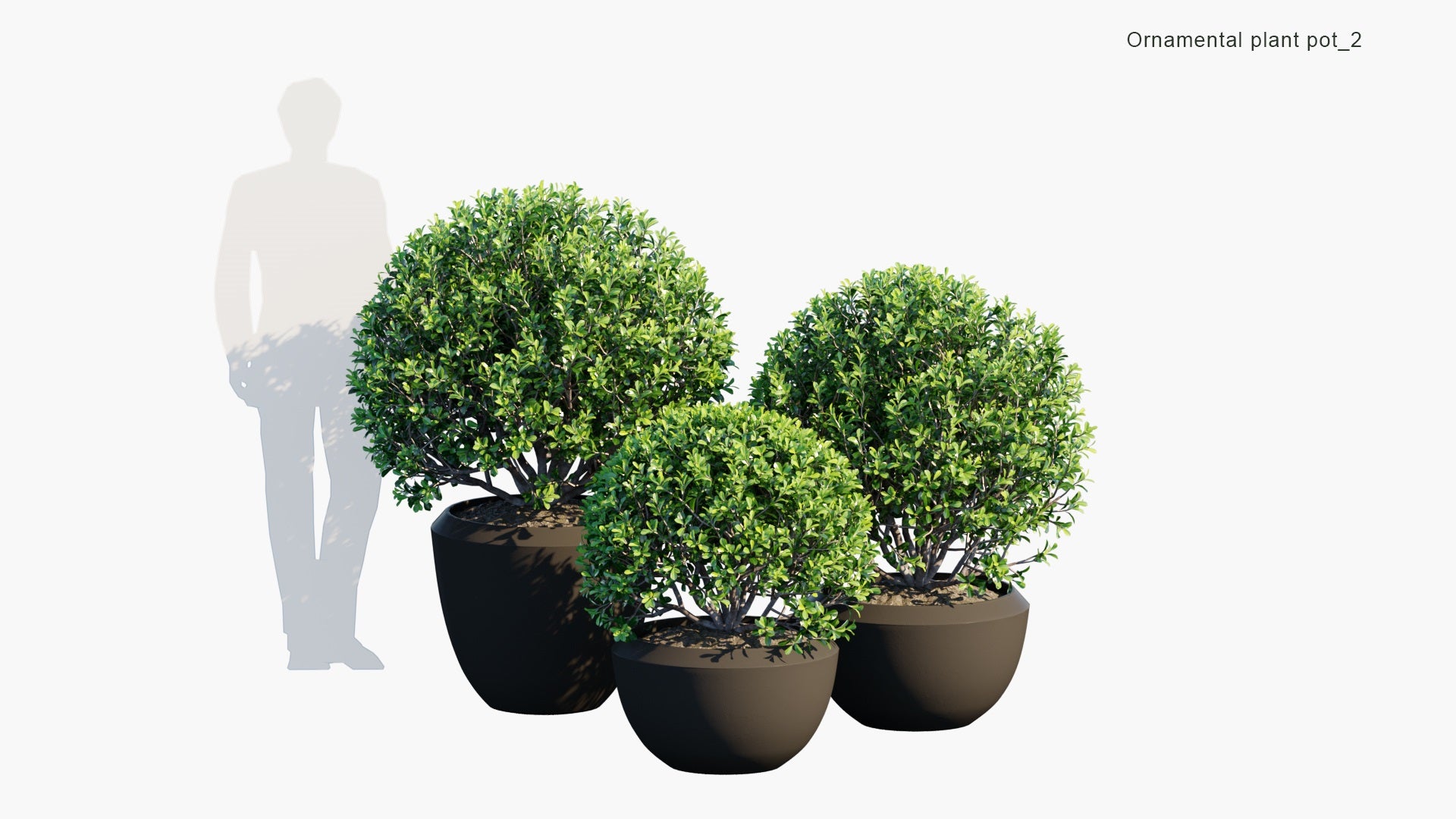 Ornamental Pot Plant 02 - Pittosporum Tobira (3D Model)