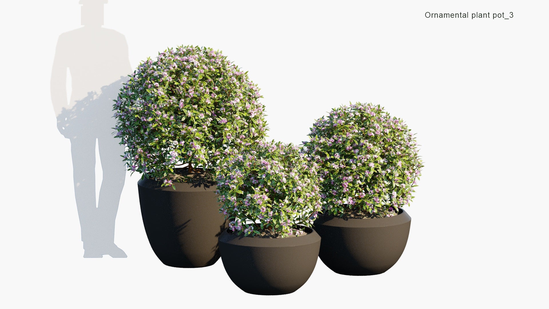 Ornamental Pot Plant 03 - Daphne Odora Marginata (3D Model)