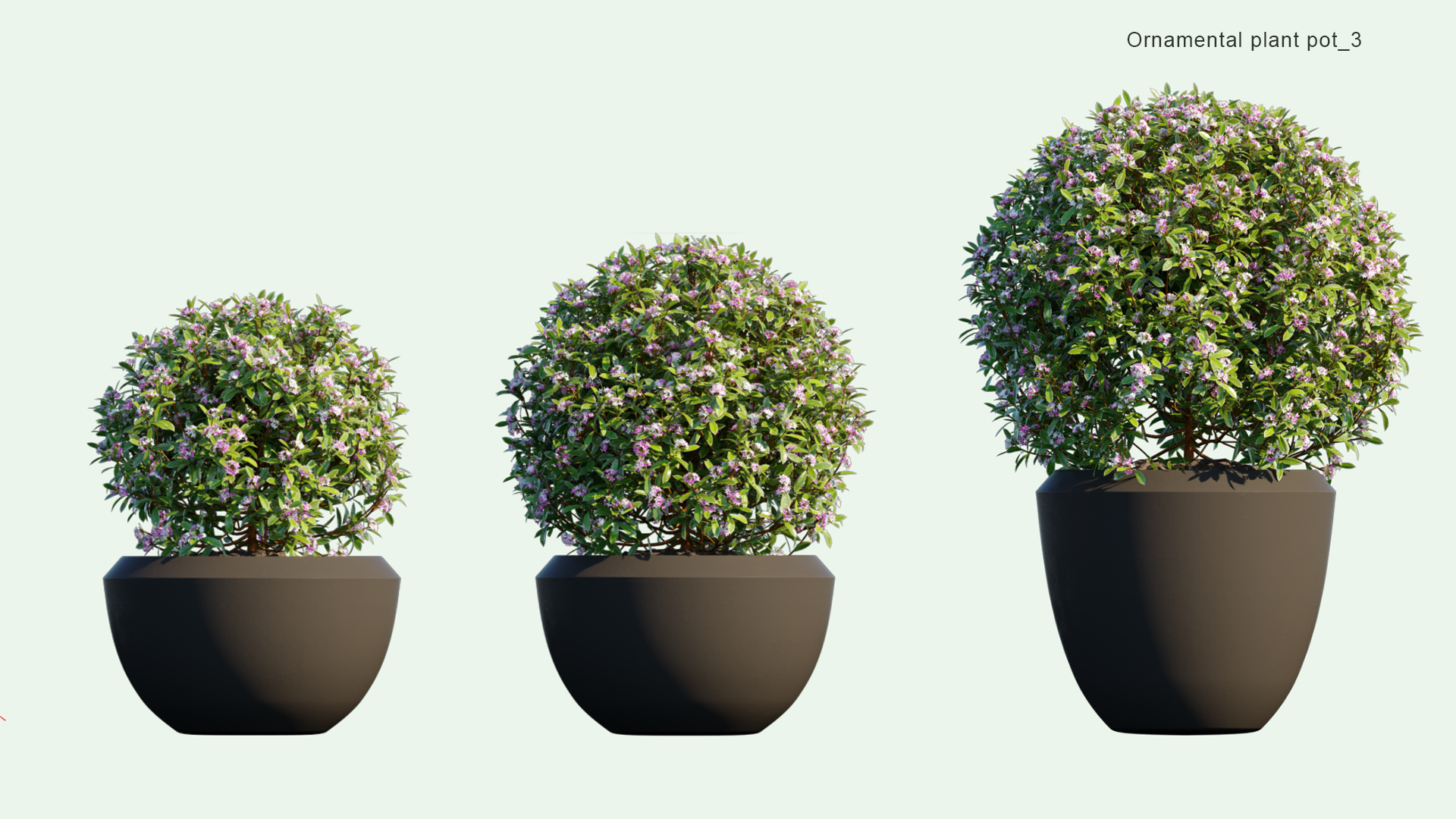 2D Ornamental Pot Plant 03 - Daphne Odora Marginata