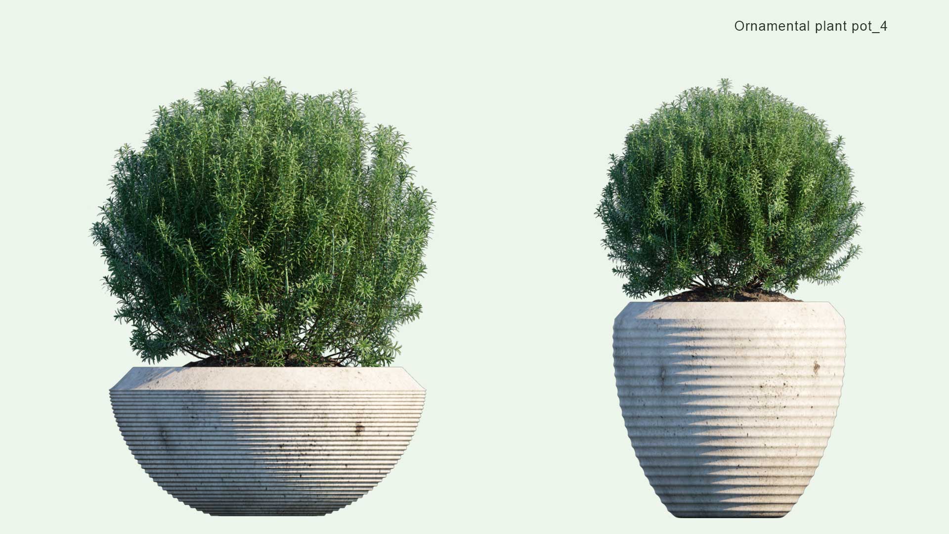 2D Ornamental Pot Plant 04 - Rosmarinus Officinalis 'Albus'