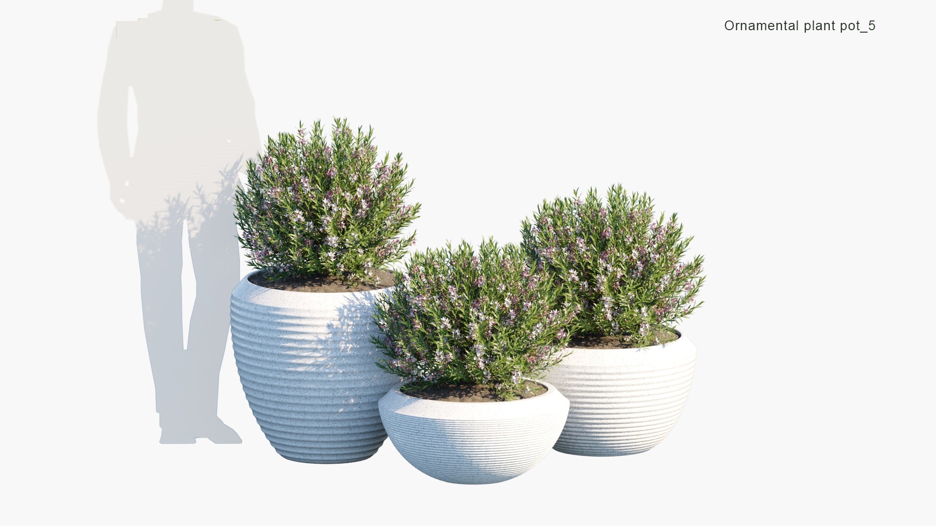 Ornamental Pot Plant 05 - Philotheca Myoporoides (3D Model)
