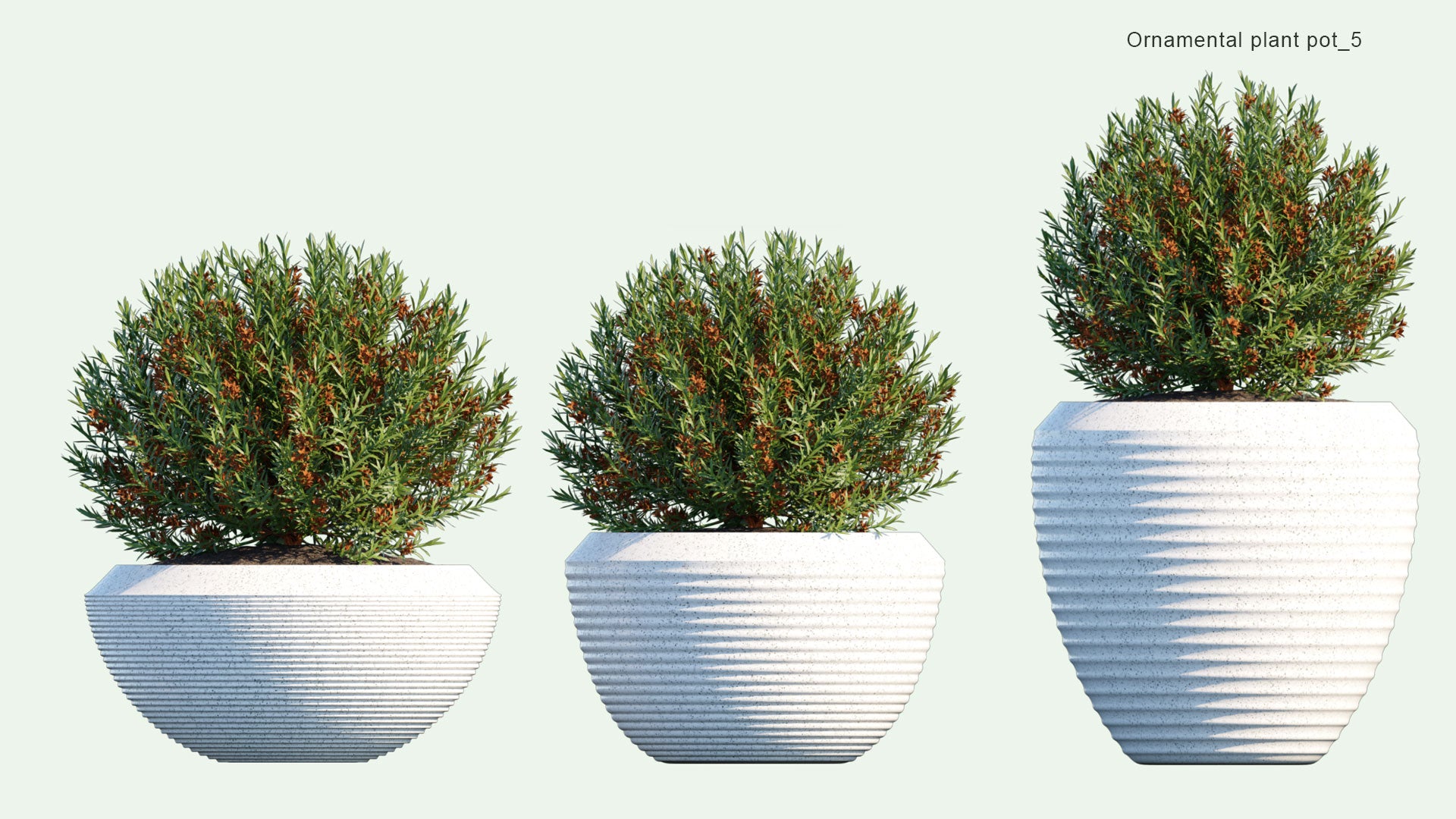 2D Ornamental Pot Plant 05 - Philotheca Myoporoides