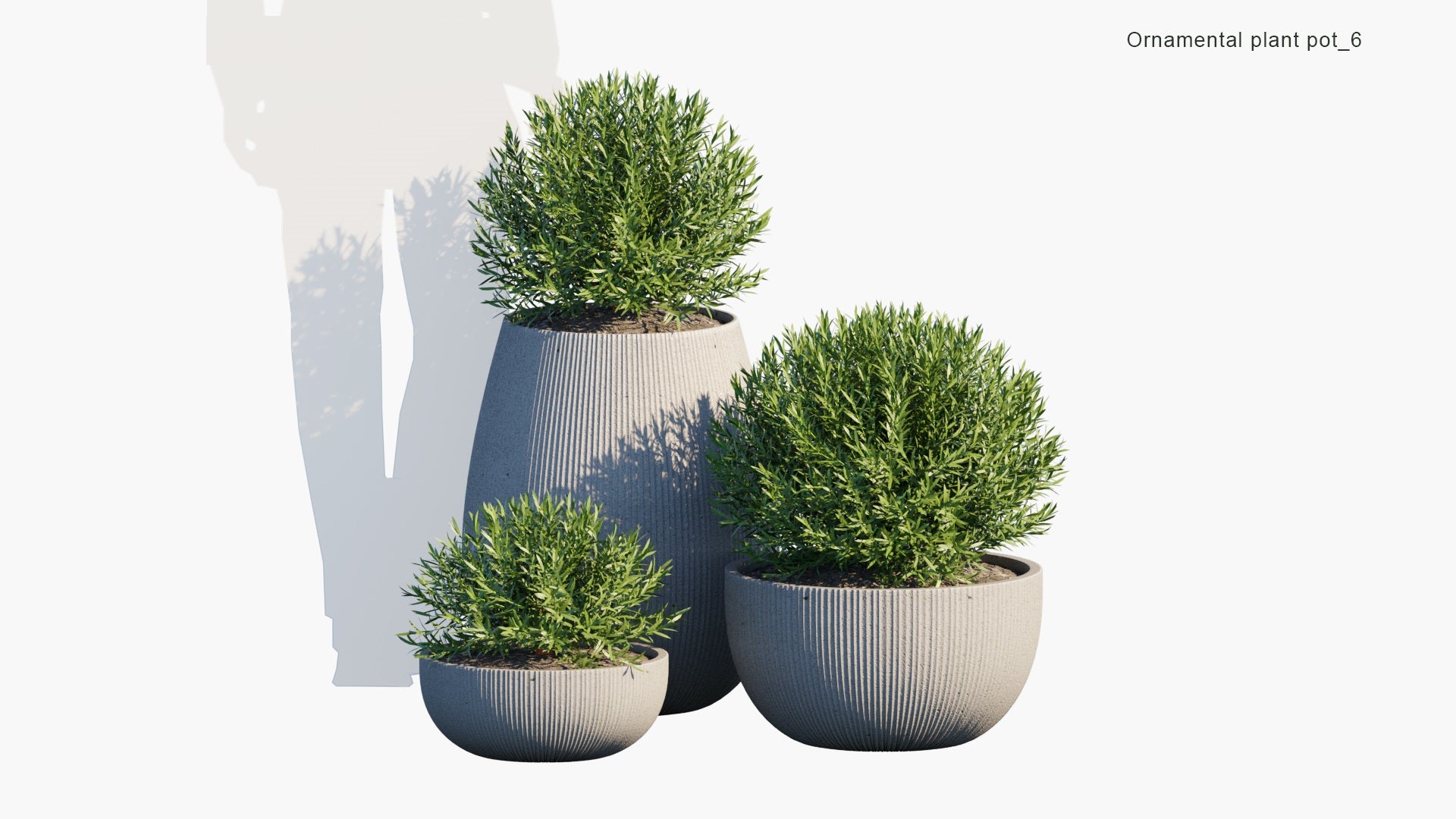 Ornamental Pot Plant 06 - Philotheca Myoporoides (3D Model)