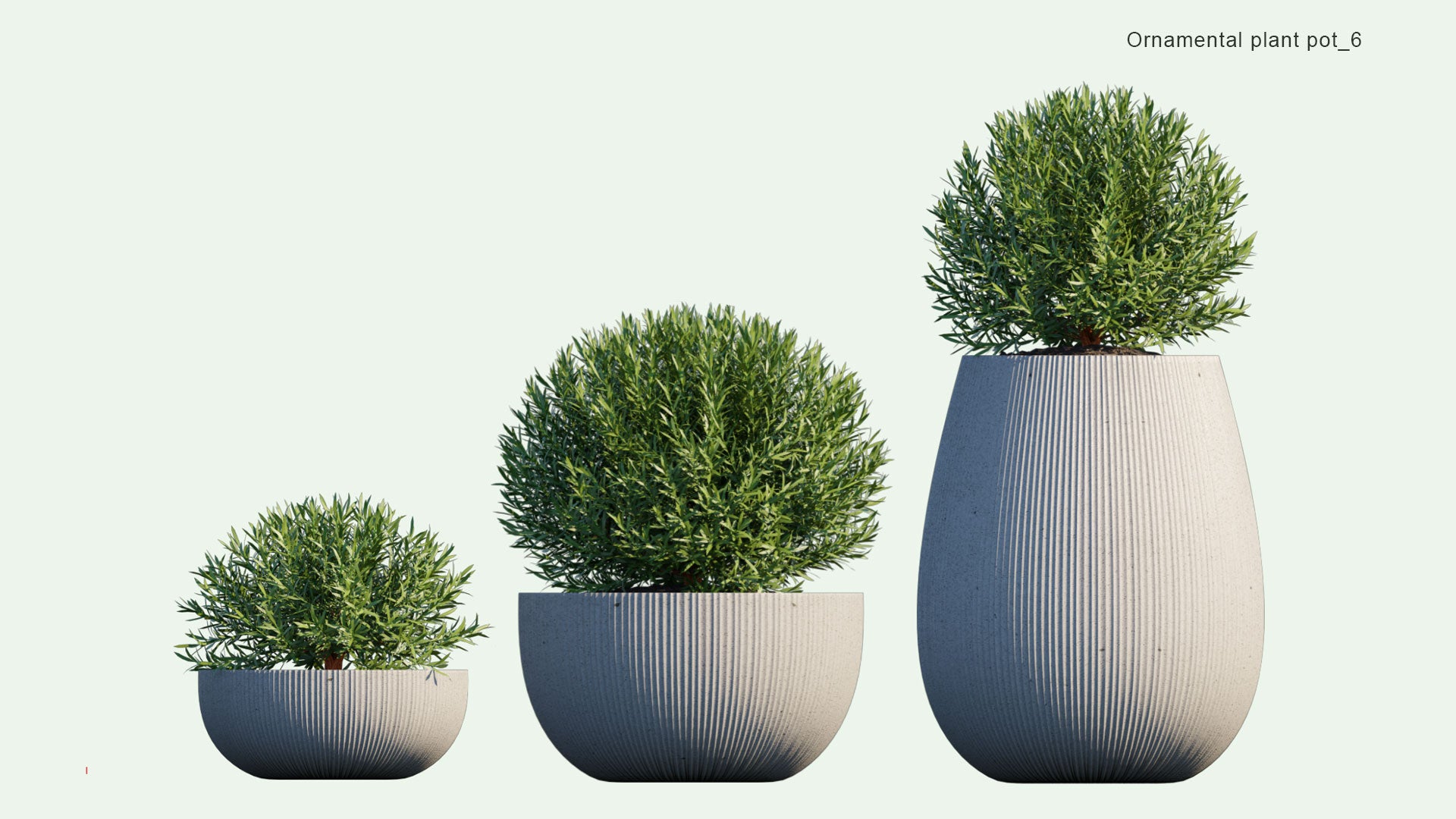 2D Ornamental Pot Plant 06 - Philotheca Myoporoides