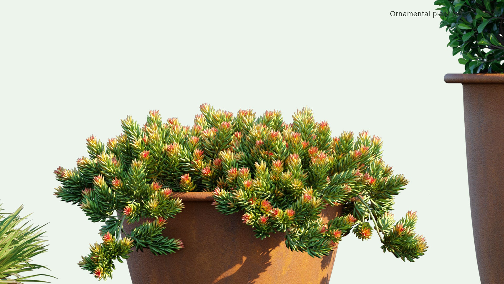 2D Ornamental Pot Plant 07 - Pittosporum Tobira, Dianella Tasmanica, Sedum Rupestre 'Angelina'