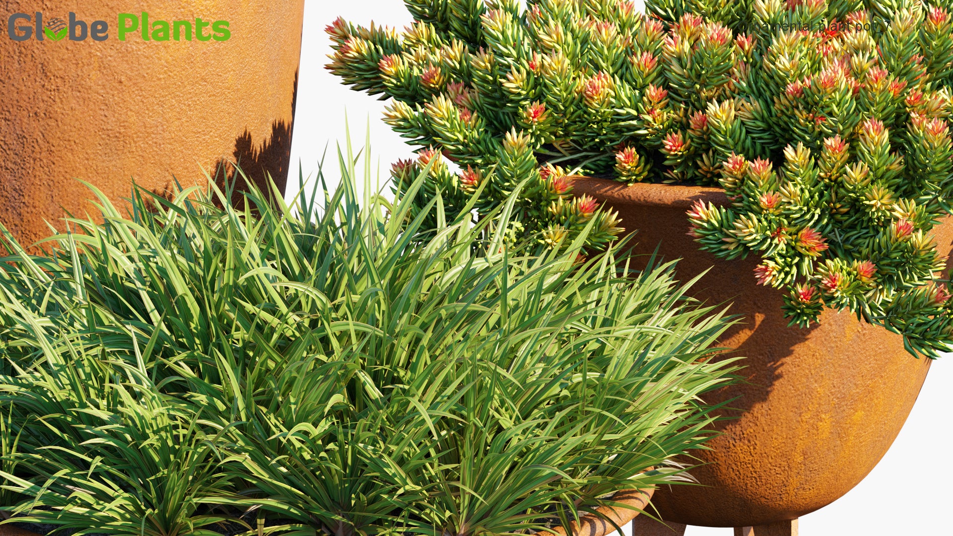 Ornamental Pot Plant 07 - Pittosporum Tobira, Dianella Tasmanica, Sedum Rupestre 'Angelina' (3D Model)