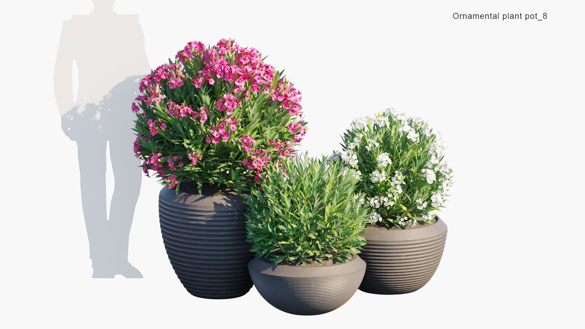 Ornamental Pot Plant 08 - Nerium Oleander (3D Model)