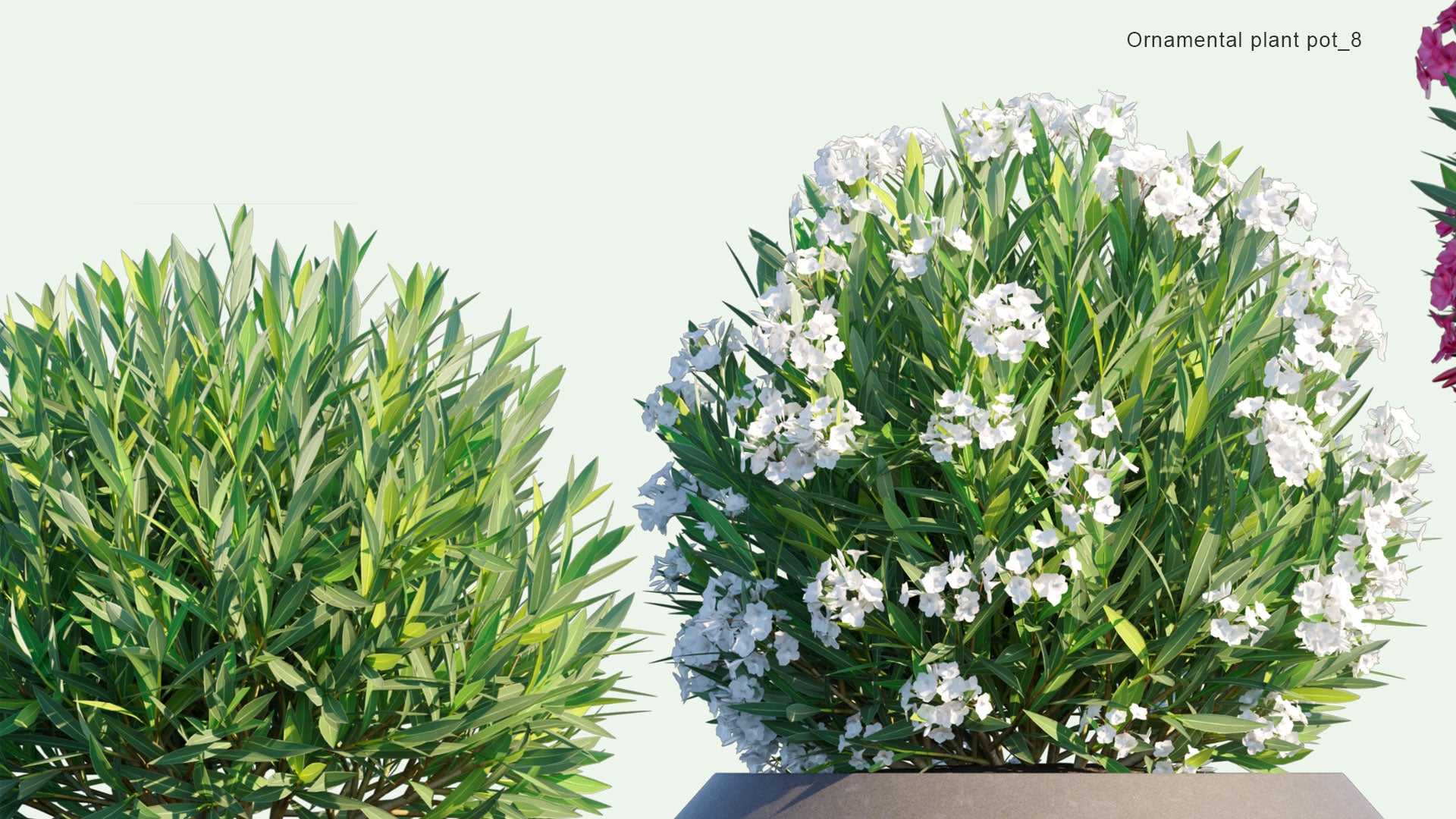 2D Ornamental Pot Plant 08 - Nerium Oleander
