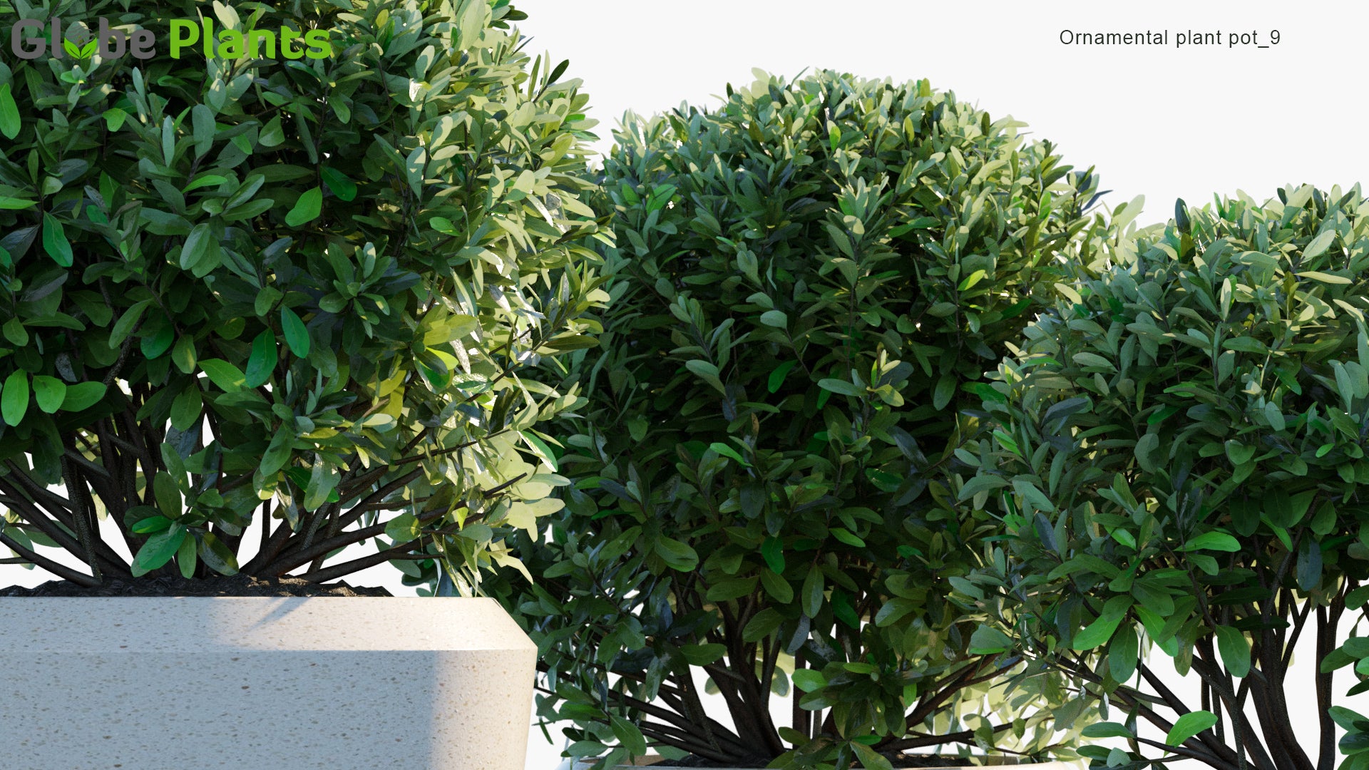 Ornamental Pot Plant 09 - Laurus Nobilis 'Saratoga' (3D Model)