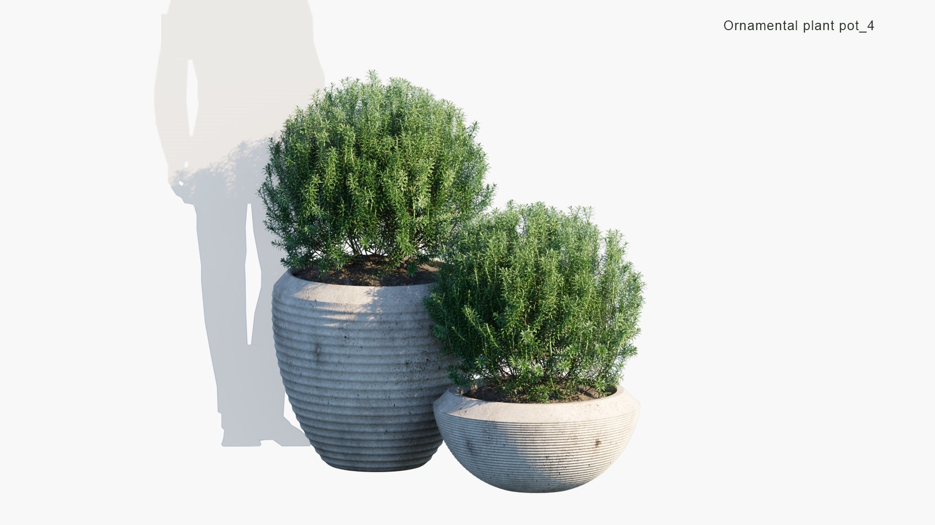 Ornamental Pot Plant 04 - Rosmarinus Officinalis 'Albus' (3D Model)