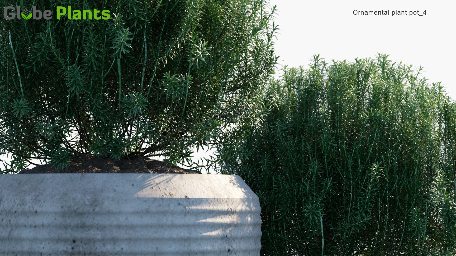 Ornamental Pot Plant 04 - Rosmarinus Officinalis 'Albus' (3D Model)