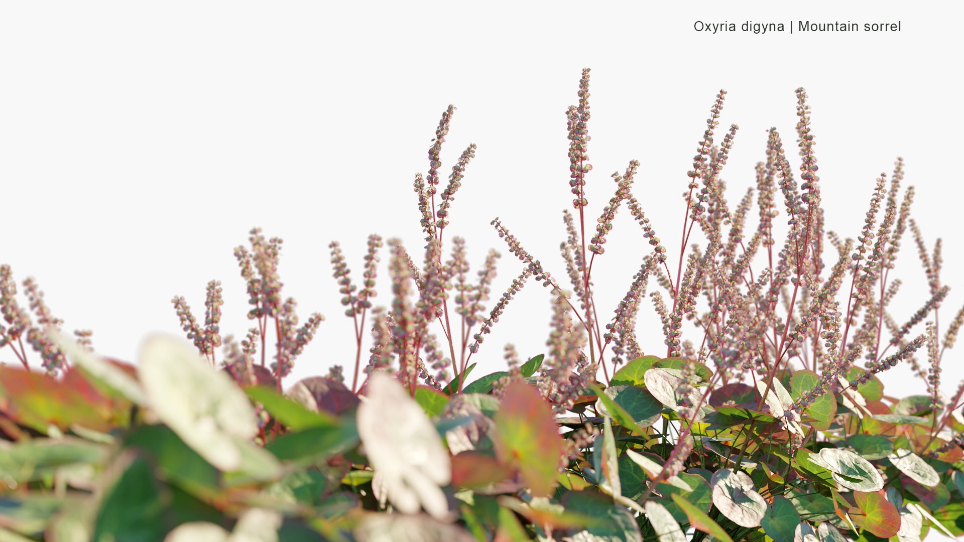 Oxyria Digyna - Wood Sorrel, Alpine Sorrel, Alpine Mountain-sorrel (3D Model)