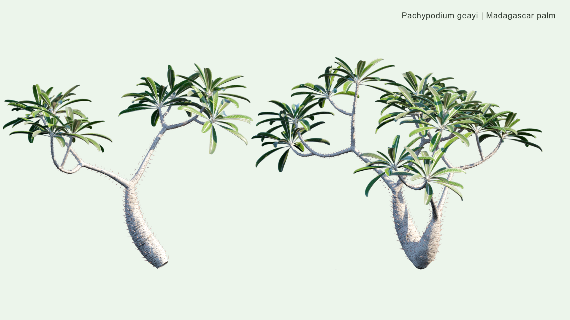 2D Pachypodium Geayi - Madagascar Palm