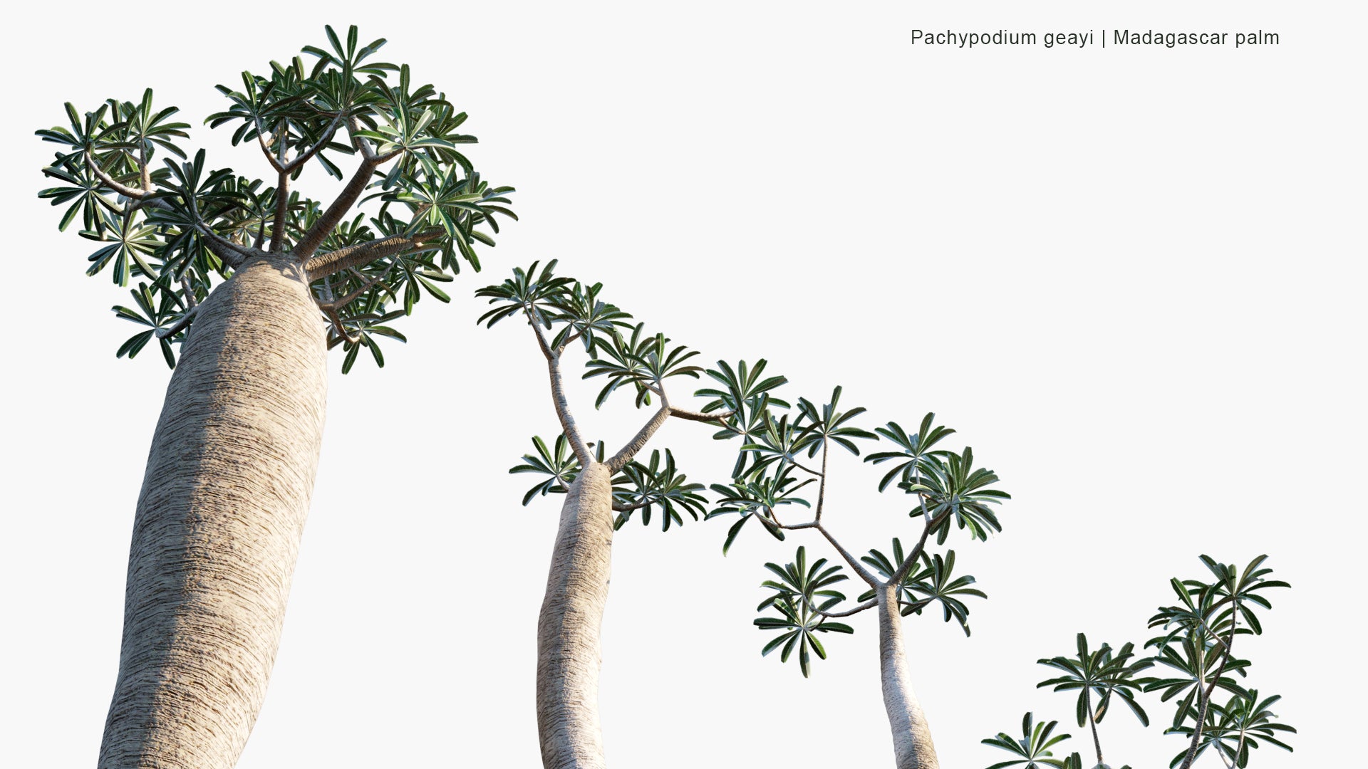 Low Poly Pachypodium Geayi - Madagascar Palm (3D Model)