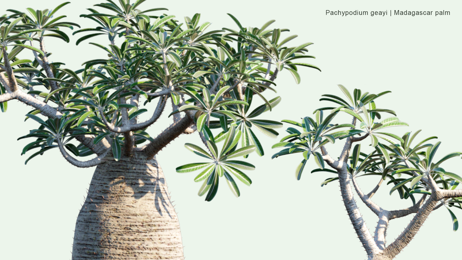 2D Pachypodium Geayi - Madagascar Palm