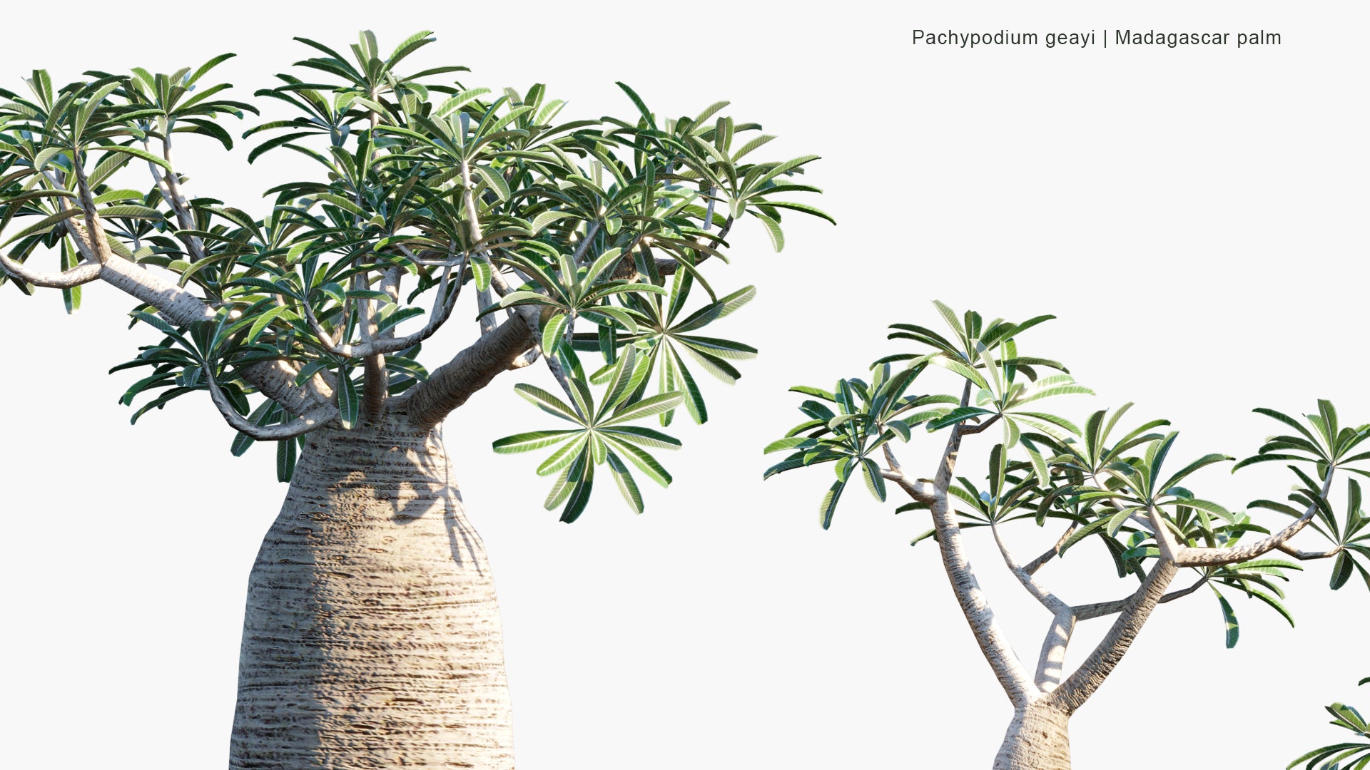 Low Poly Pachypodium Geayi - Madagascar Palm (3D Model)