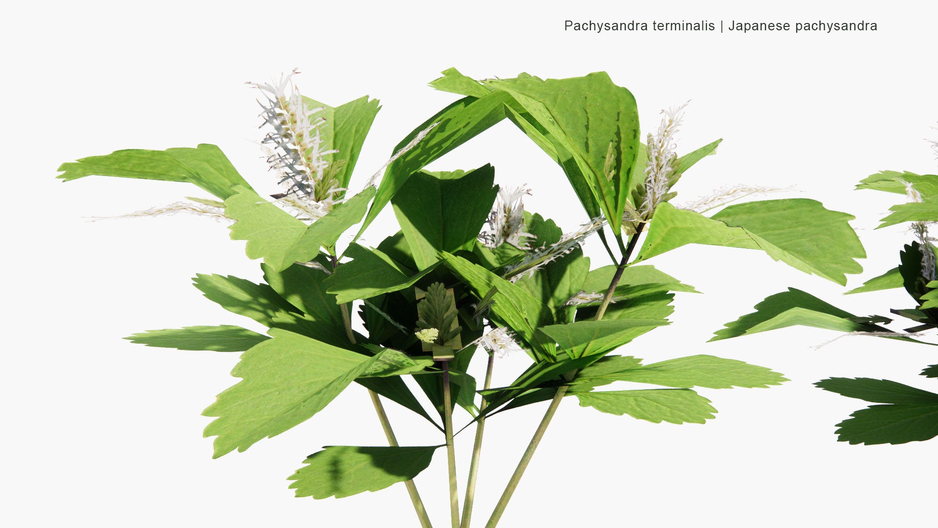 Low Poly Pachysandra Terminalis - Japanese Pachysandra, Carpet box, Japanese Spurge (3D Model)
