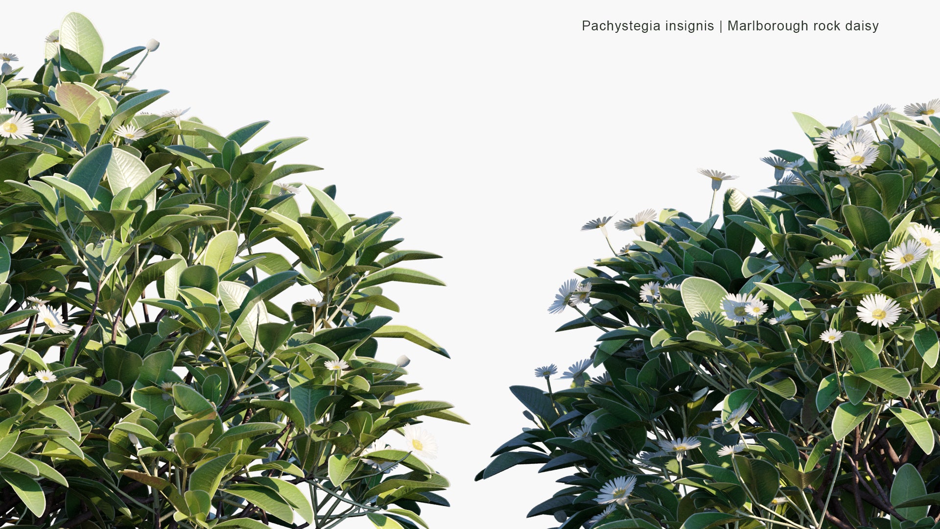 Low Poly Pachystegia Insignis - Marlborough Rock Daisy (3D Model)