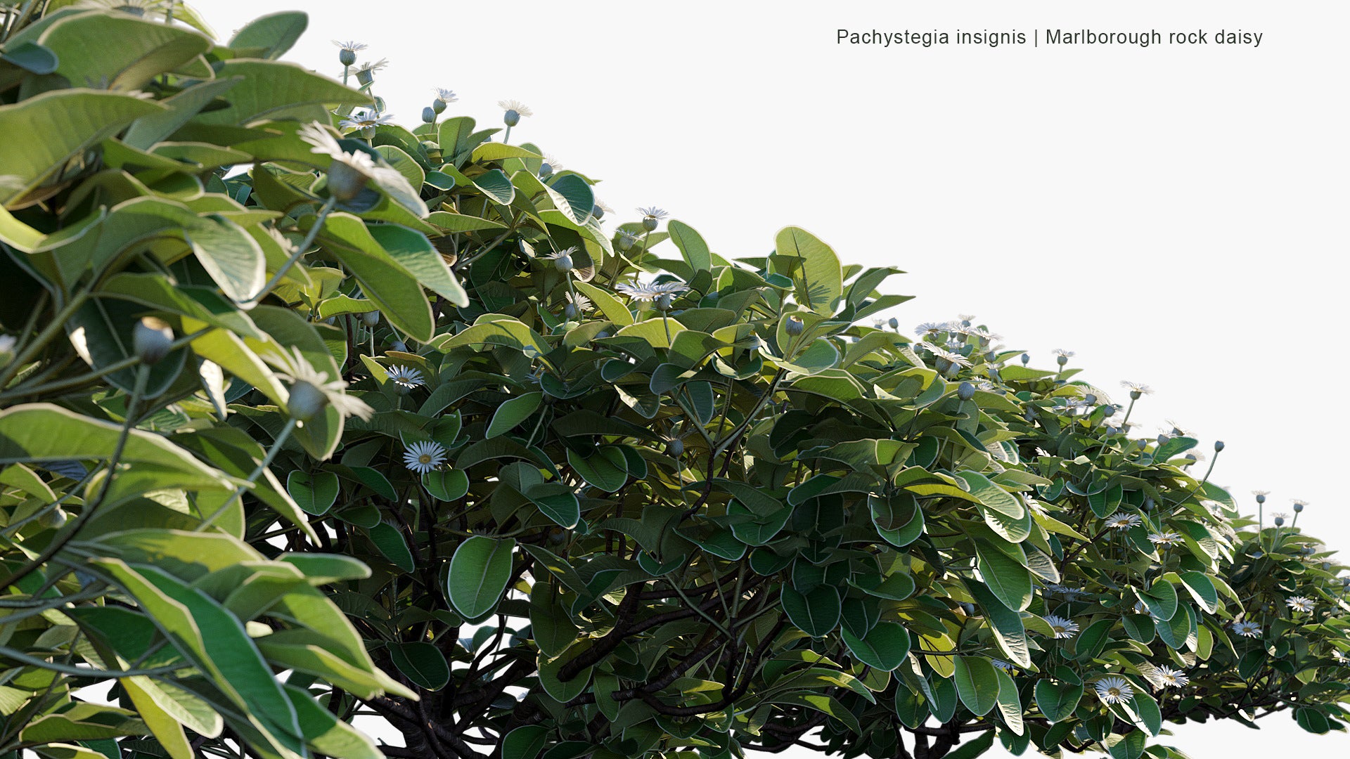 Pachystegia Insignis - Marlborough Rock Daisy (3D Model)
