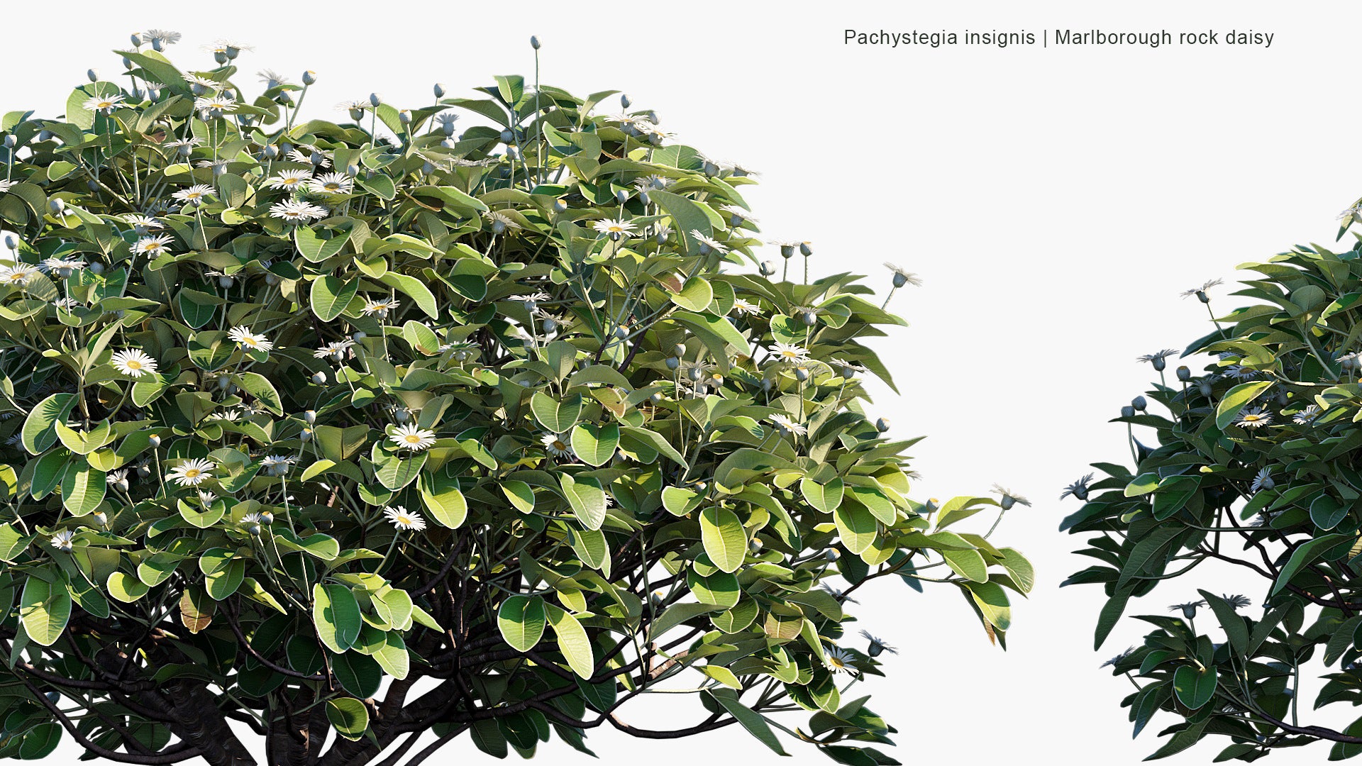 Pachystegia Insignis - Marlborough Rock Daisy (3D Model)