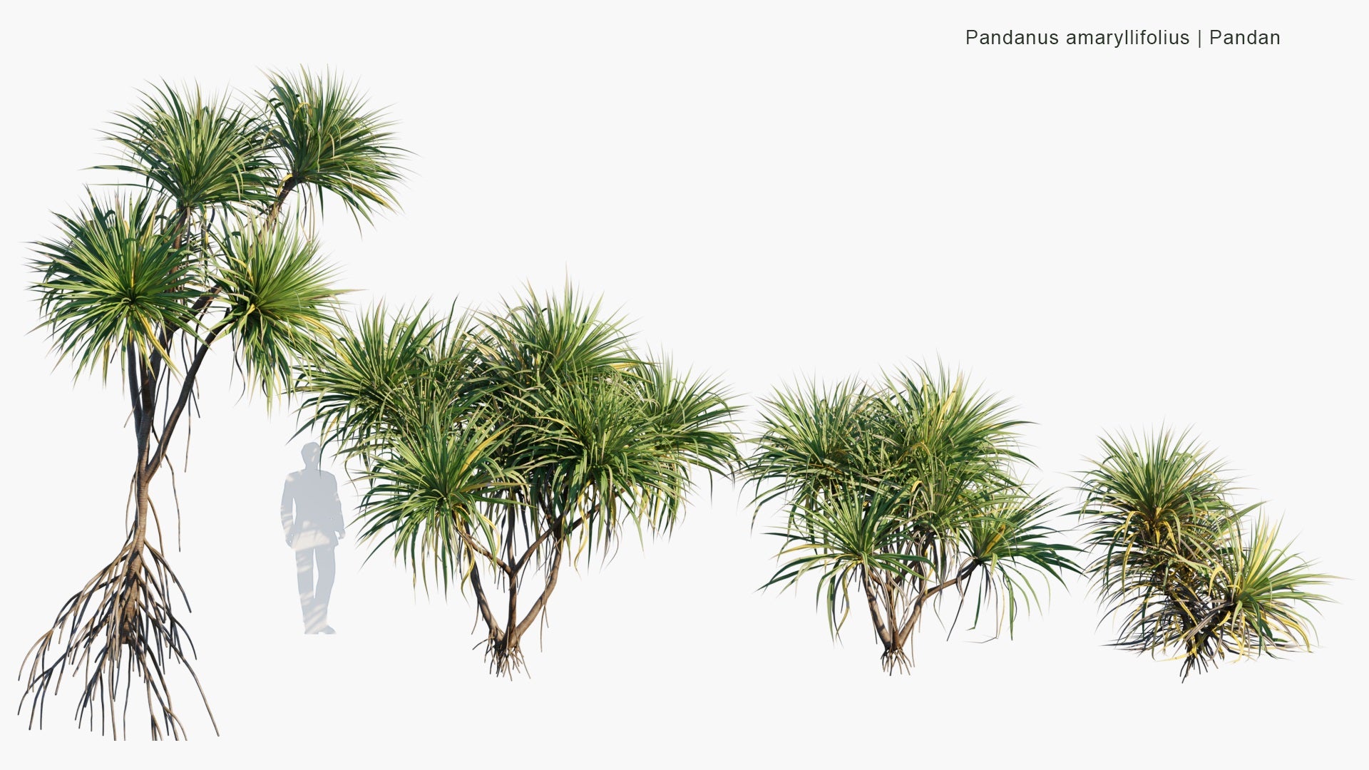 Low Poly | Pandanus Amaryllifolius - Pandan