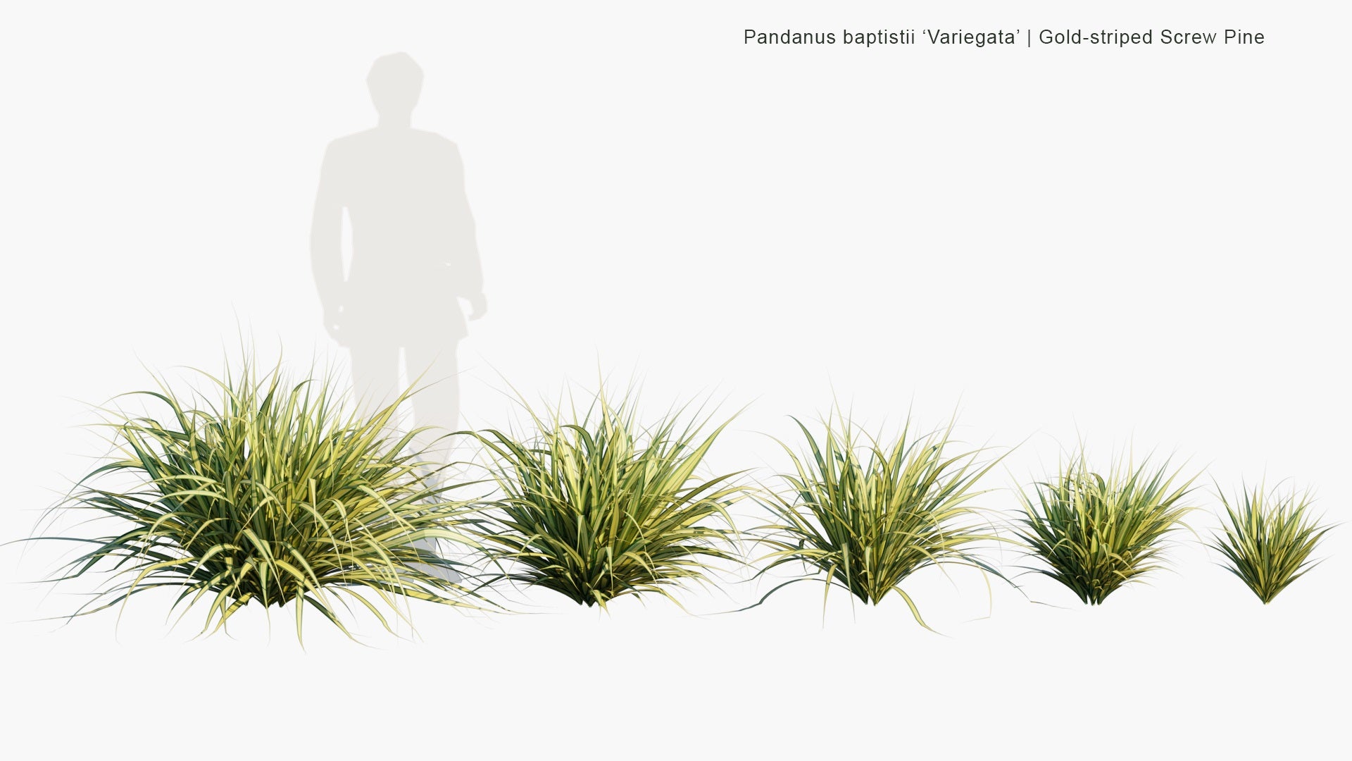 Low Poly Pandanus Baptistii 'Variegata' - Gold-Striped Screw Pine (3D Model)