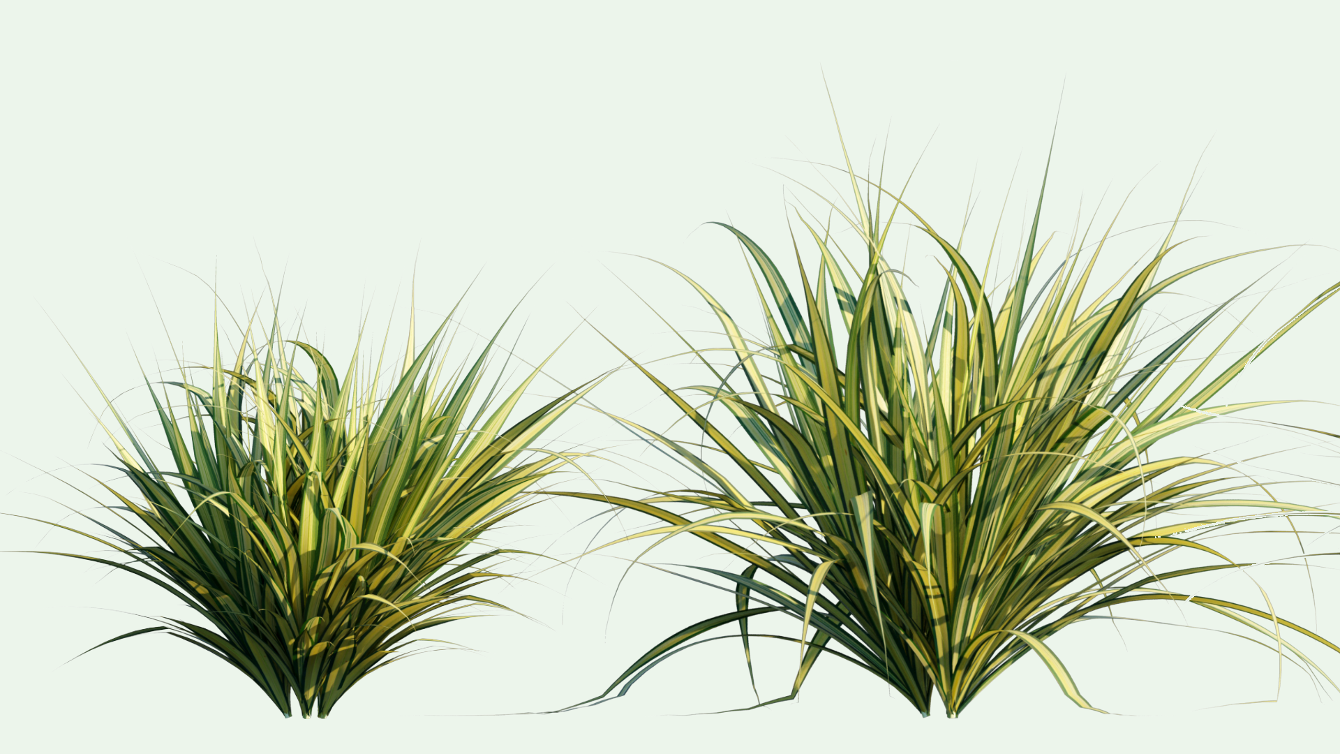 2D Pandanus Baptistii 'Variegata' - Gold-striped Screw Pine