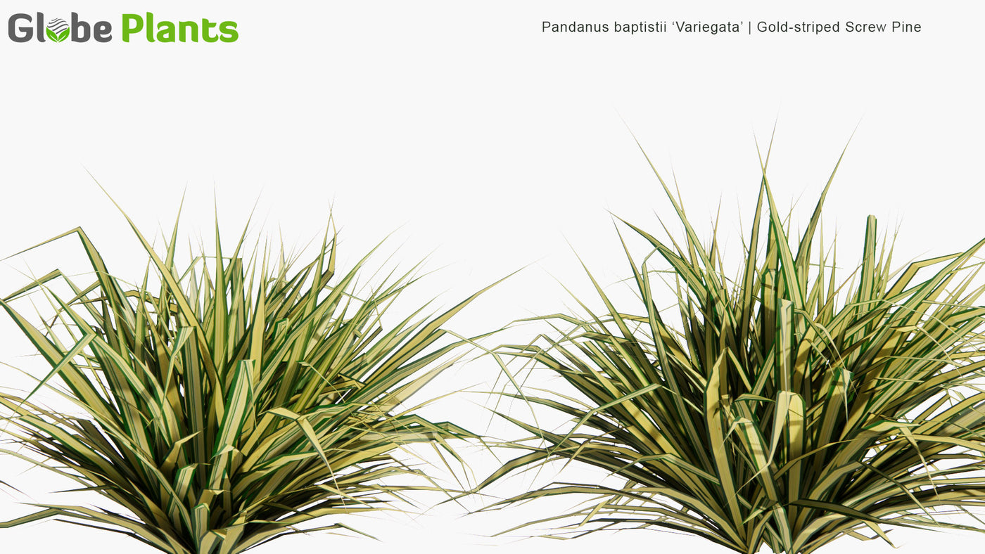 Low Poly | 3D Pandanus Baptistii 'Variegata' (Gold-Striped Screw Pine)