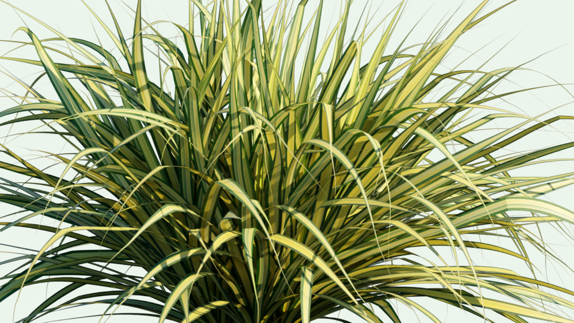 2D Pandanus Baptistii 'Variegata' - Gold-striped Screw Pine