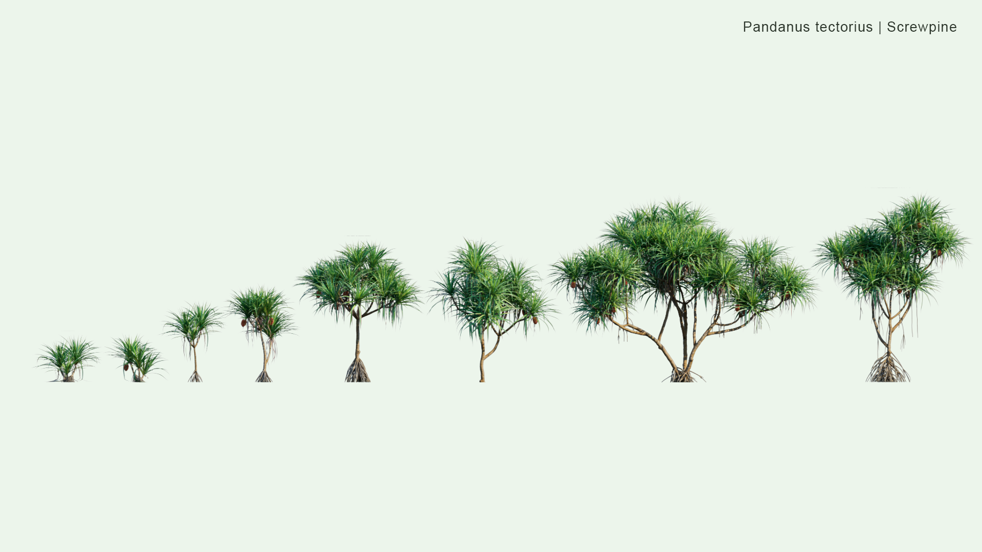 2D Pandanus Tectorius - Screwpine, Hala Tree