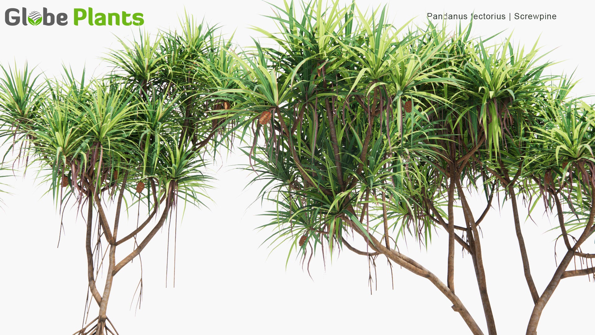 Low Poly Pandanus Tectorius - Screwpine, Hala Tree (3D Model)