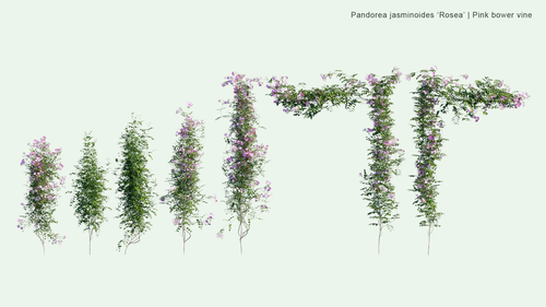 Pandorea Jasminoides ‘Rosea’
