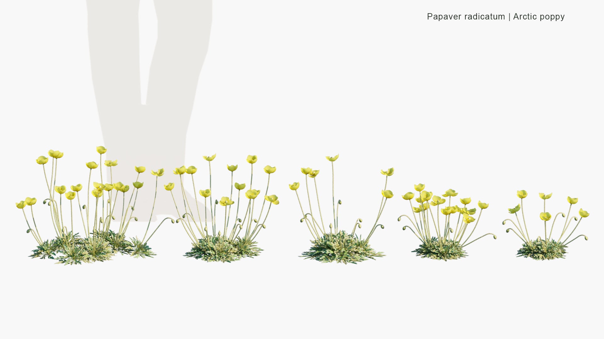 Papaver Radicatum - Arctic Poppy, Rooted Poppy, Yellow Poppy (3D Model)