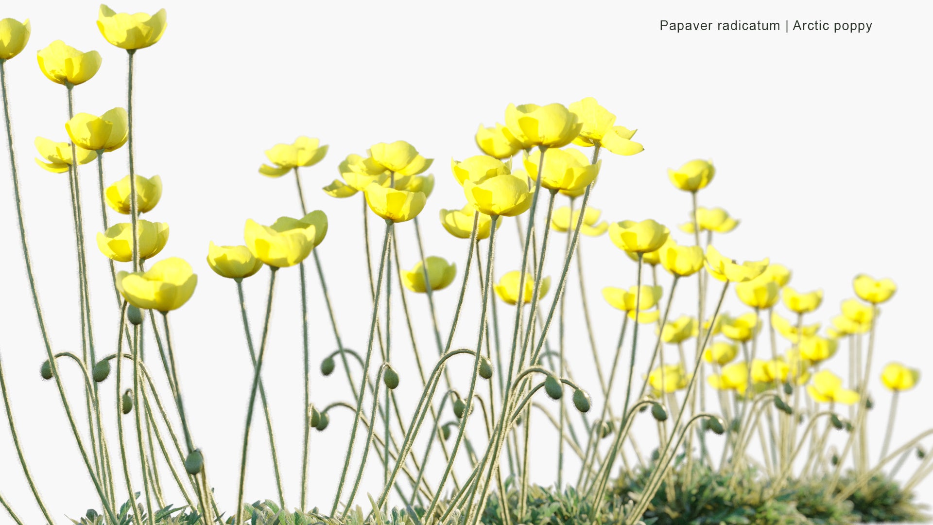 Papaver Radicatum - Arctic Poppy, Rooted Poppy, Yellow Poppy (3D Model)