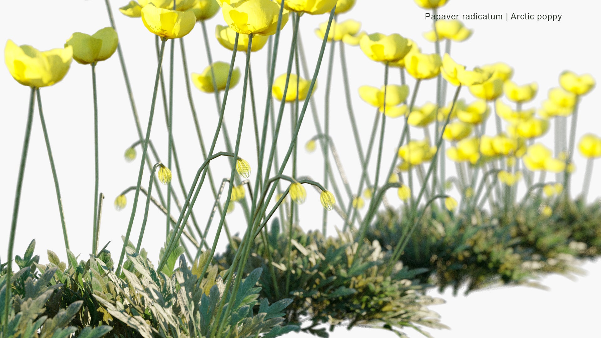 Low Poly Papaver Radicatum - Arctic Poppy, Rooted Poppy, Yellow Poppy (3D Model)